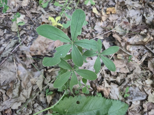 Potentilla alba, photograph 4