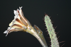 Cereus aethiops