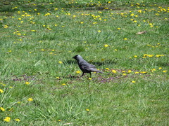 Corvus monedula