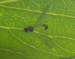 Dicranota maculata