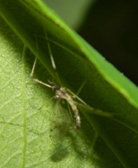 Dicranota maculata