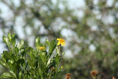 Flourensia thurifera