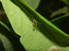 Dicranota maculata