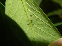 Dicranota maculata