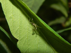 Dicranota maculata