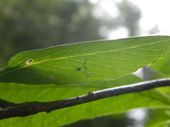 Dicranota maculata