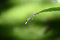 Oxyagrion ablutum