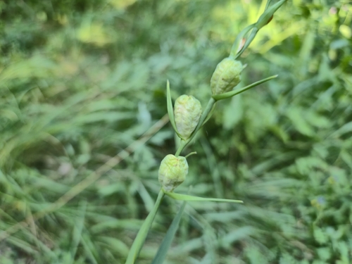 Gladiolus imbricatus, photograph 2