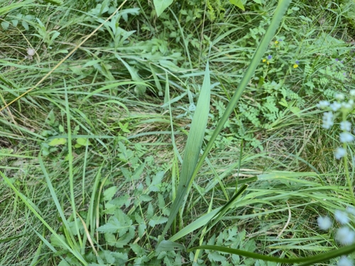 Gladiolus imbricatus, photograph 3