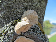 Fungi