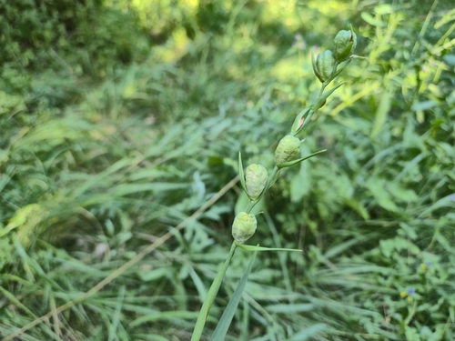 Gladiolus imbricatus, photograph 4
