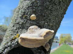 Fungi