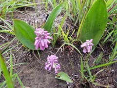 Resnova lachenalioides