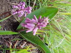 Resnova lachenalioides