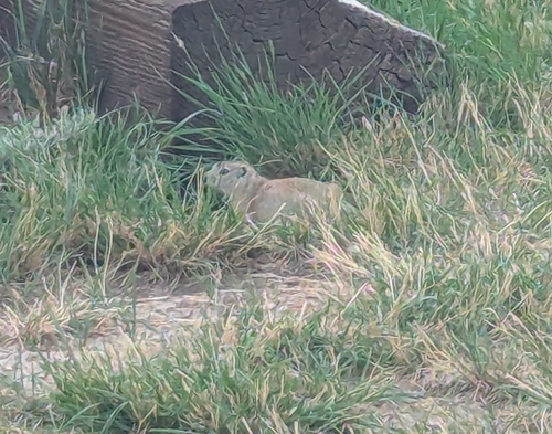 Wyoming Ground Squirrel observed by dtanuw
