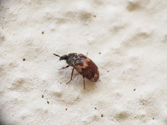 Attagenus bifasciatus