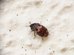Attagenus bifasciatus