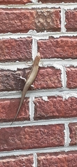 Plestiodon laticeps