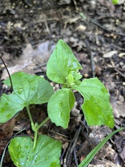 Viola eriocarpa, photograph (c) Bonnie Semmling, some rights reserved (CC BY)