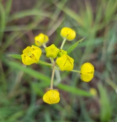 Aspidonepsis diploglossa