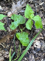 Viola eriocarpa, photograph (c) Bonnie Semmling, some rights reserved (CC BY)