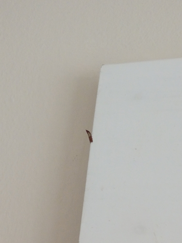 Indian-Meal Moth