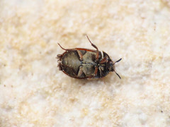 Attagenus bifasciatus