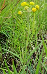 Aspidonepsis diploglossa