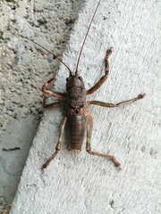 Liparoscelis pallidispina