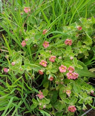 Jamesbrittenia breviflora