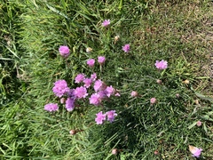 Armeria maritima maritima