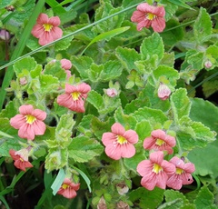 Jamesbrittenia breviflora
