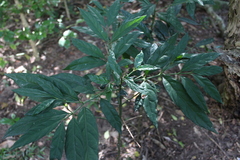 Mitriostigma axillare