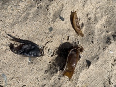 Scyliorhinus stellaris