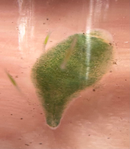 Oligobdella biannulata