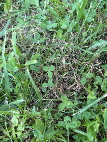 white clover