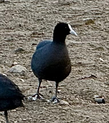 Eurasian Coot