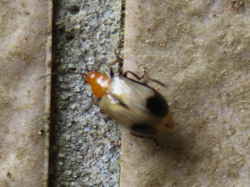 Paridea, 2026-08-05