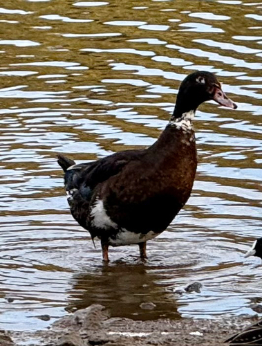 Mallard × Muscovy Duck