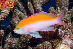 Nemanthias bicolor