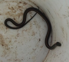 Thamnophis atratus