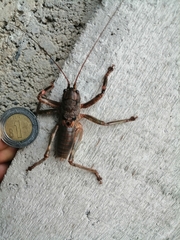 Liparoscelis pallidispina