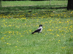 Corvus cornix