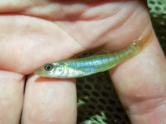 Fundulus seminolis