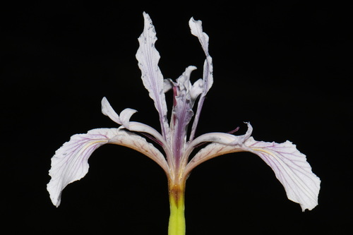Iris hartwegii, photograph 6