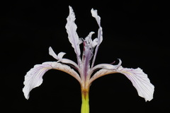 Iris hartwegii, photograph (c) Brian Finzel, some rights reserved (CC BY-SA)