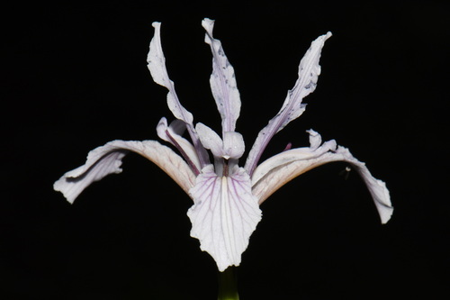 Iris hartwegii, photograph 4