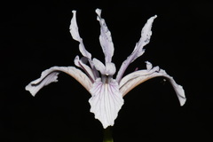 Iris hartwegii, photograph (c) Brian Finzel, some rights reserved (CC BY-SA)