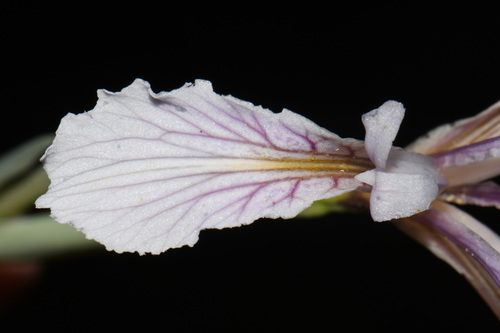 Iris hartwegii, photograph 5