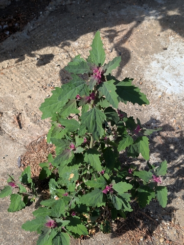 Chenopodium giganteum, photograph 5